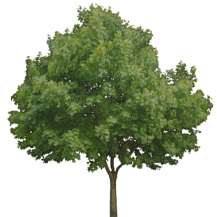 scenery-gfx - tree2.png