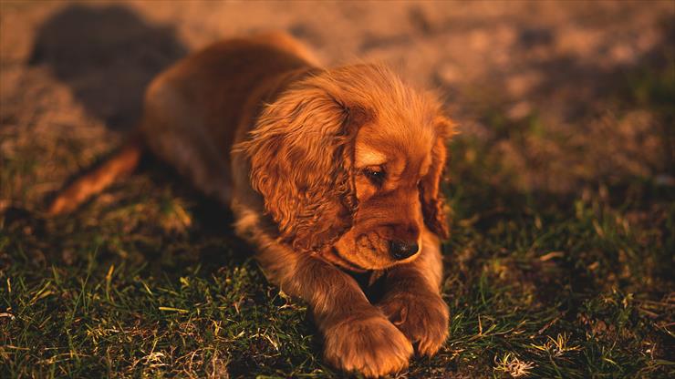 Zdjęcia na pulpit - cute-small-puppy-brown-hairs-73-5120x2880.jpg