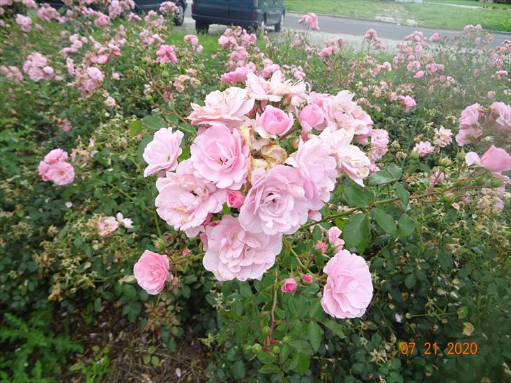 Róże - DSC09900.JPG
