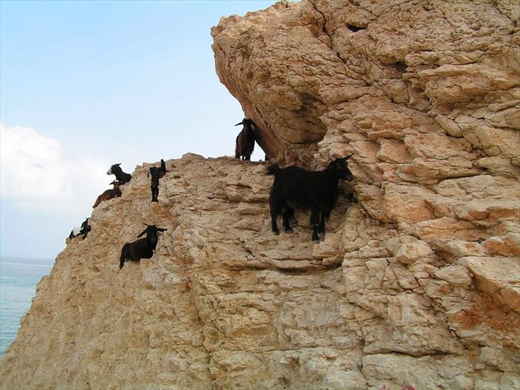 kozice - crazy-goats-on-cliffs-12.jpg